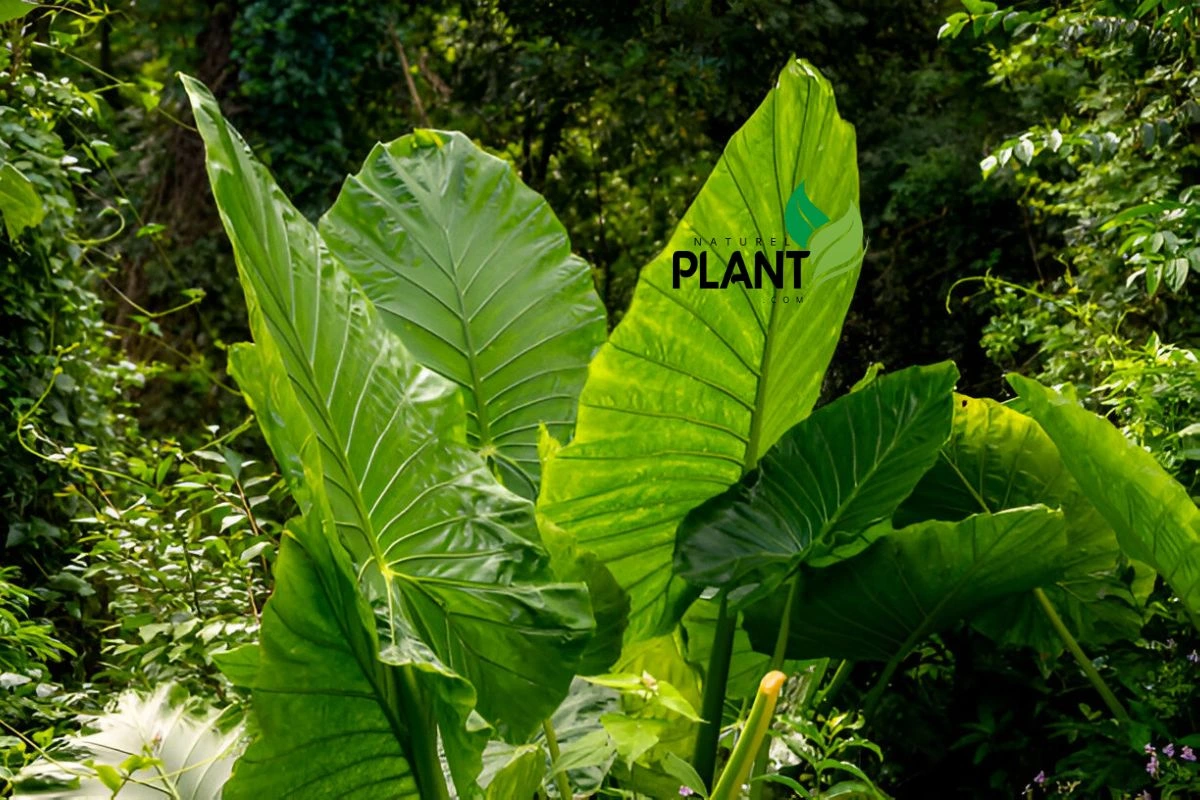 Elephant Ear Plant: Alocasia Macrorrhiza