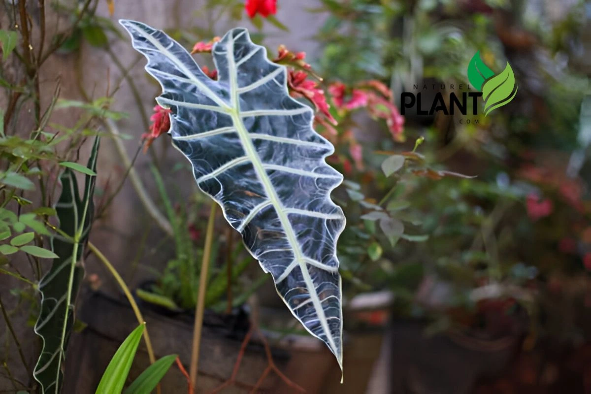 Elephant Ear Plant: Alocasia Polly