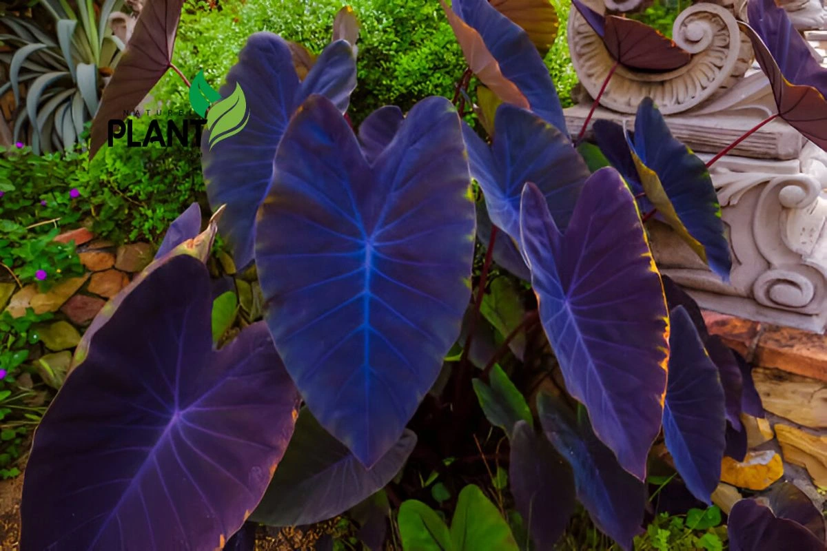 Elephant Ear Plant : Colocasia Black Magic