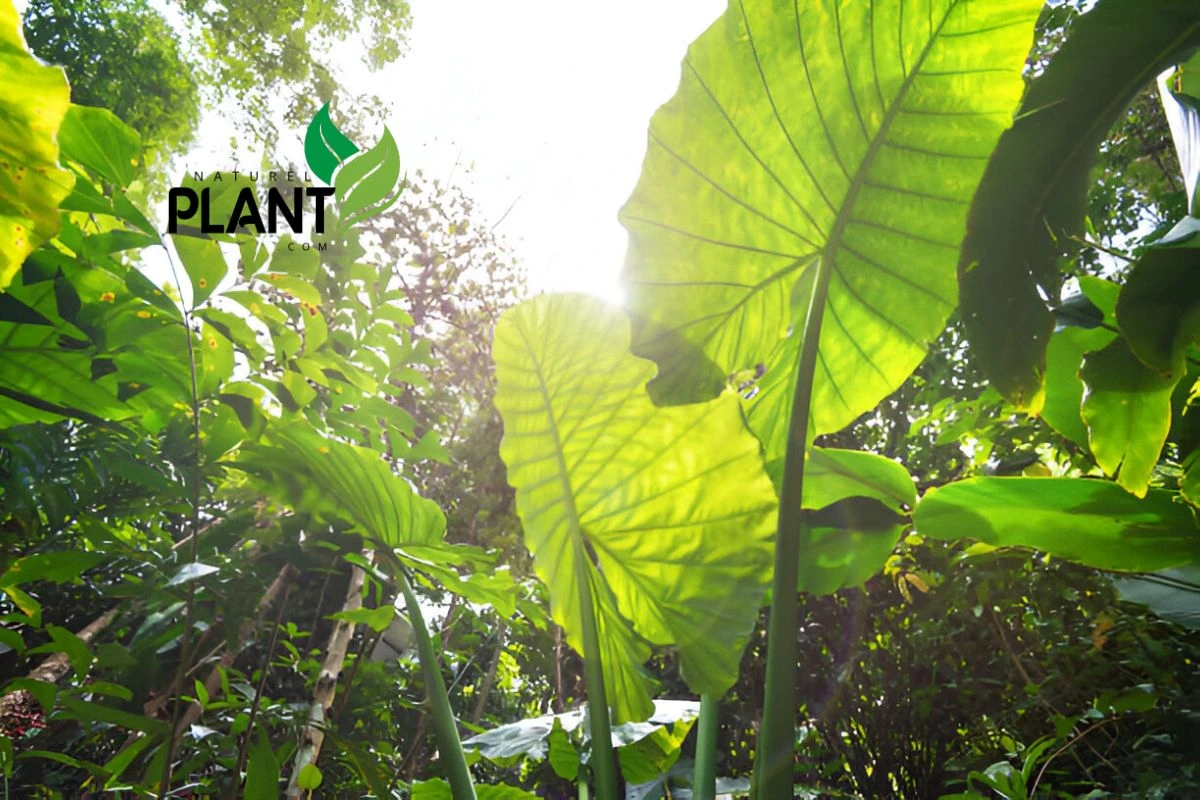 Colocasia Gigantea