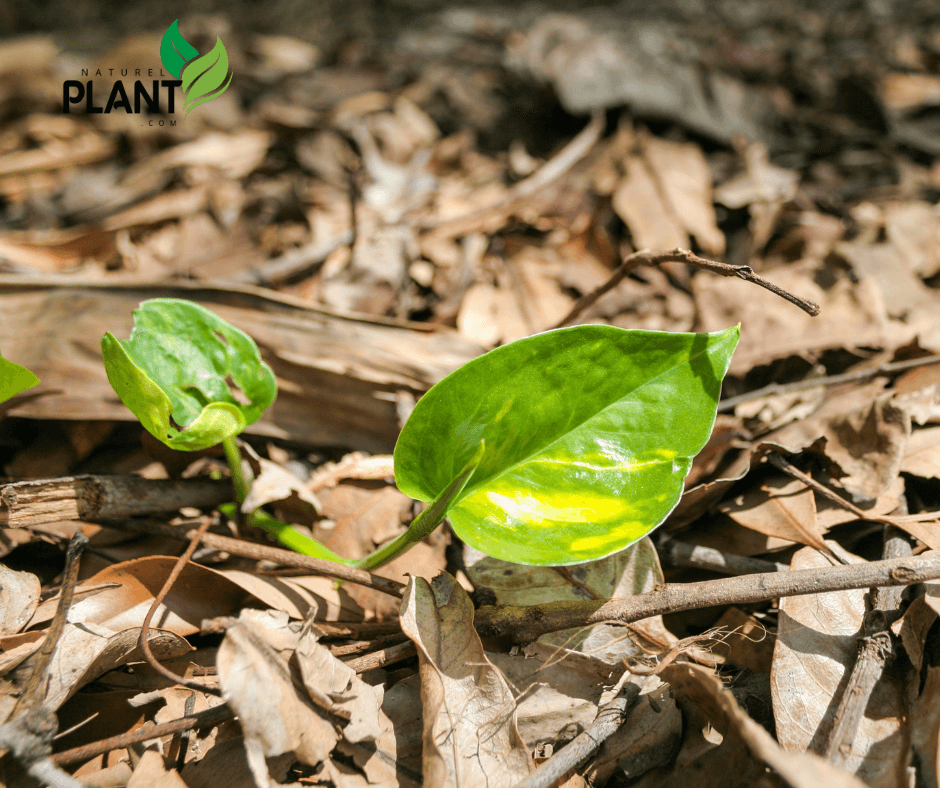 Grow a healthy money plant (Epipremnum aureum) with these simple care tips. Improve air quality and attract prosperity with this easy plant.