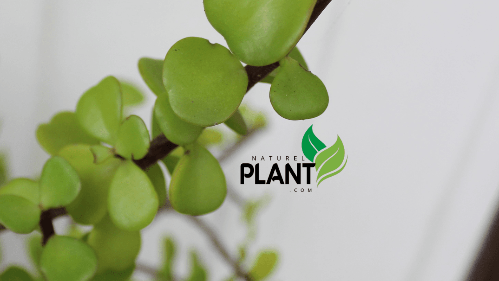 Although Jade plants are known for being low-maintenance, they can still experience problems from time to time: