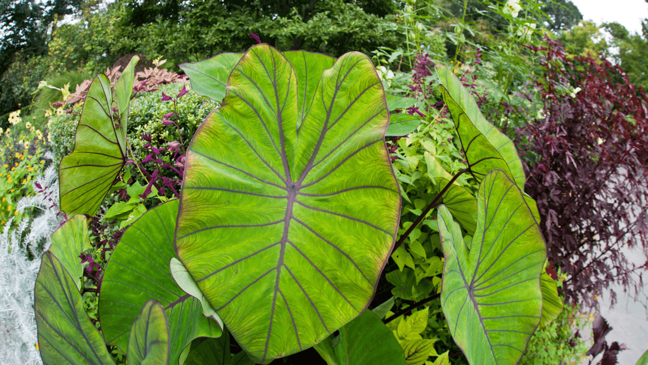 Elephant Ear Plant