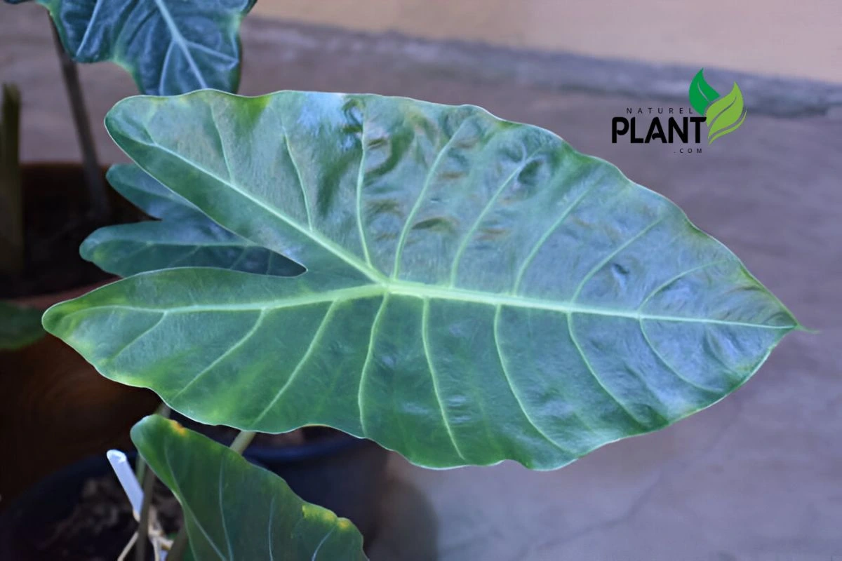 Elephant ear plant leaf 