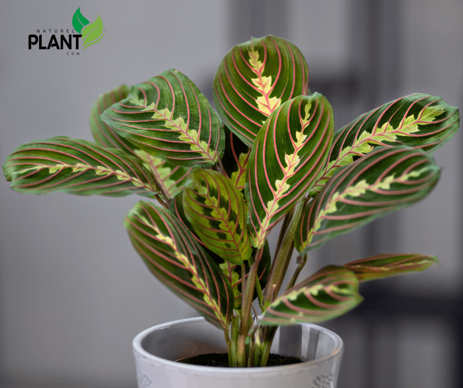 "Learn how to care for the prayer plant, known for its unique leaf movement and vibrant foliage. Easy tips to keep your plant thriving indoors