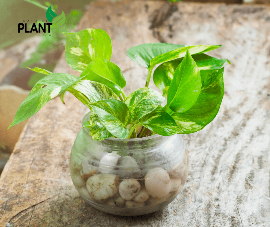 Master caring for the money plant (Epipremnum aureum), a symbol of wealth and health. Simple tips for a thriving, beautiful plant.