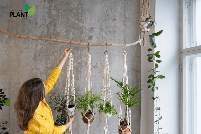 How to Choose the Right Hanging Plant for Your Home