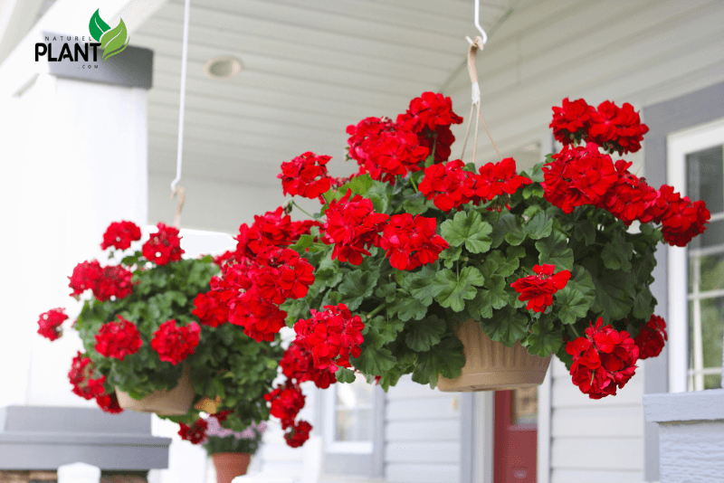 Cluster Display: Group several hanging plants together at varying heights for a lush, cascading effect.