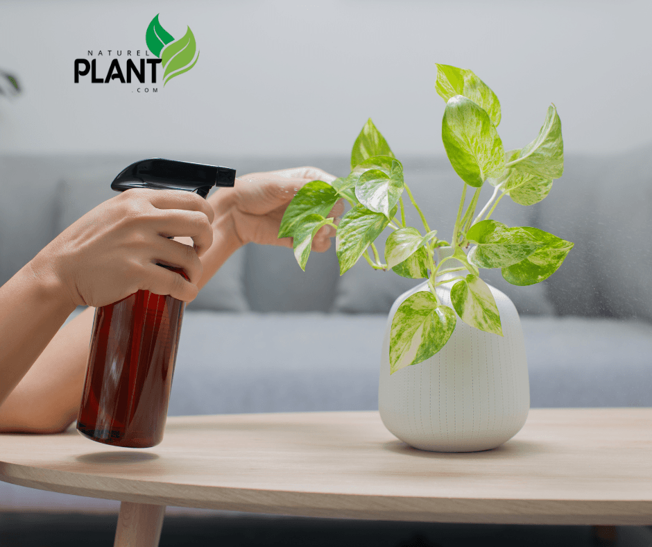 Learn how to grow and care for the money plant (Epipremnum aureum) to boost indoor air quality and bring positive energy to your home.