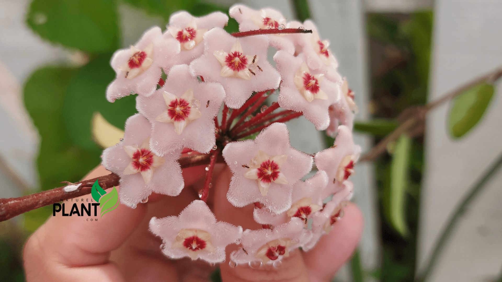 Hoyas are known for their beautiful blooms, but they can sometimes be shy about flowering. Here are a few tips to encourage more flowers: