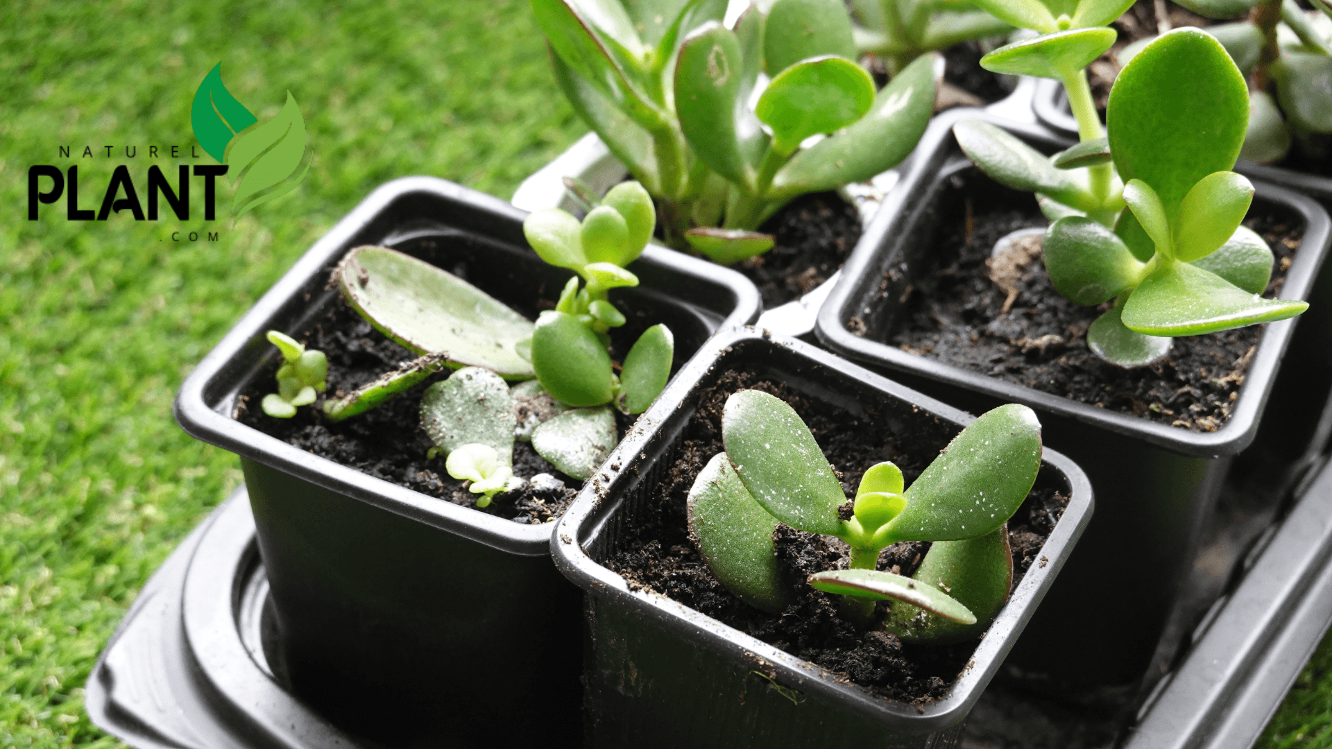 Cultivating a Jade plant is simple and gratifying. Below are the initial steps for successful growth: