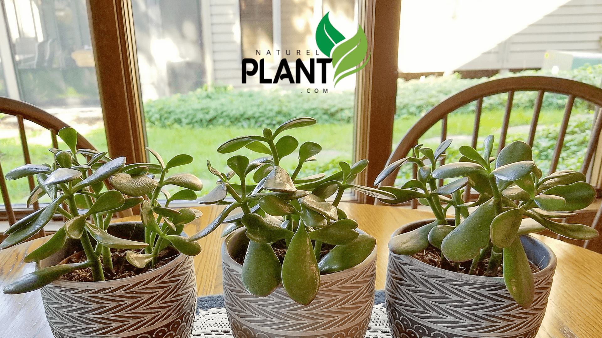 Propagating a Jade plant is an easy way to grow new plants from your existing ones. Here's how: