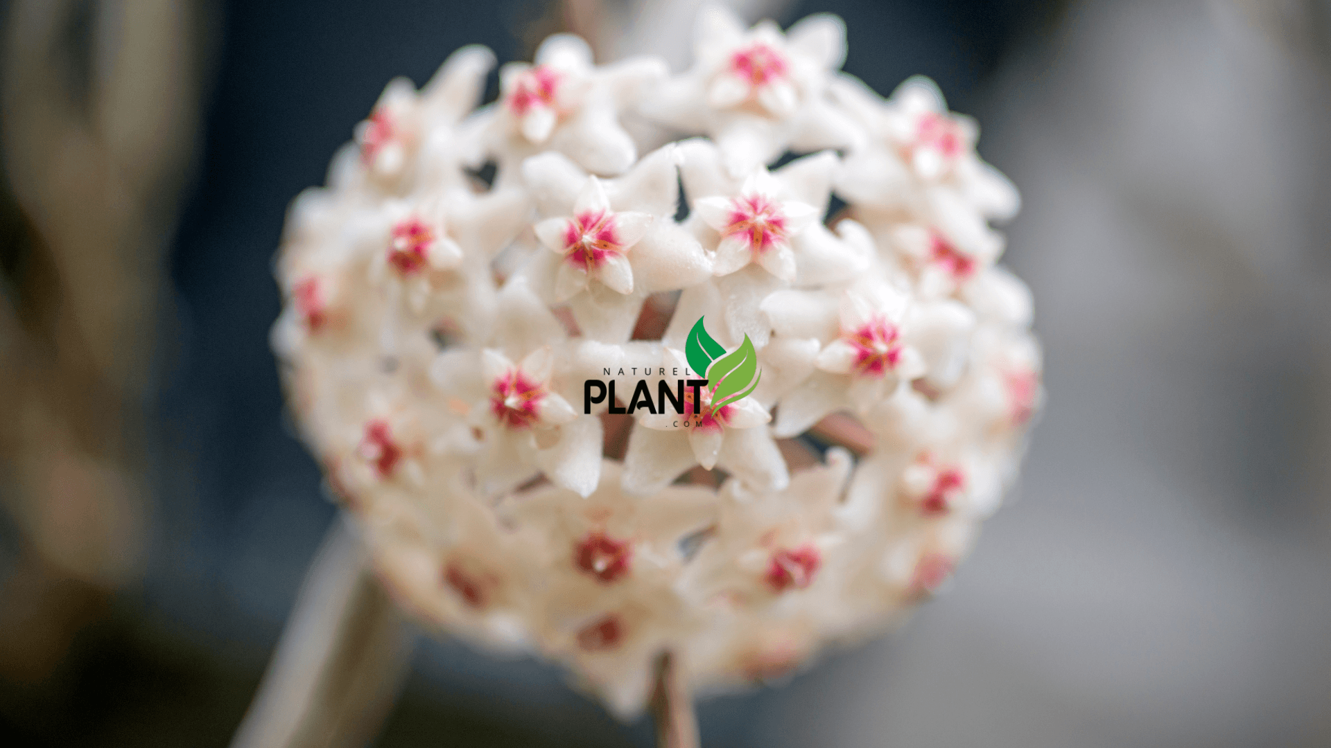 While there are over 200 species of Hoya plants, here are a few that stand out: