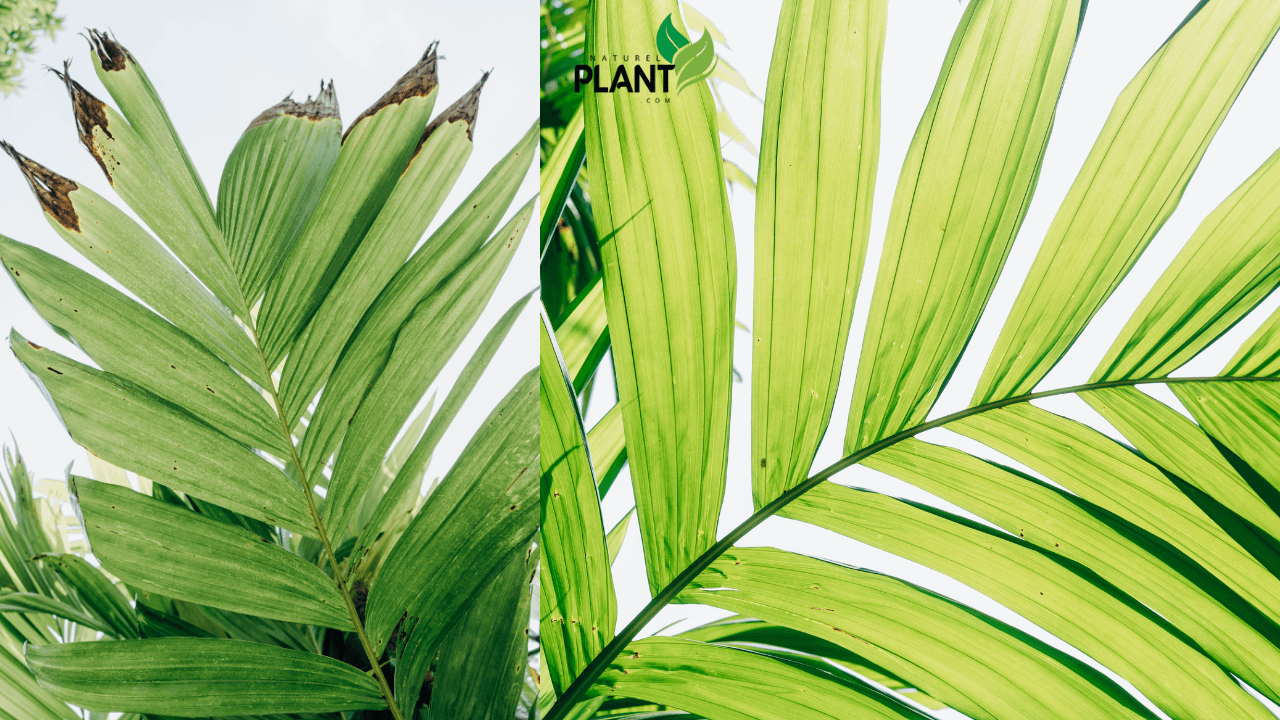 Like many indoor plants, the Areca Palm can occasionally attract pests, which, if left untreated, can weaken the plant and stunt its growth. However, with regular care and attention, you can keep your Areca Palm pest-free and healthy.