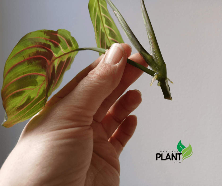 Discover how to grow a healthy prayer plant with tips on light, water, and humidity. Enjoy its beautiful foliage and pet-friendly nature!