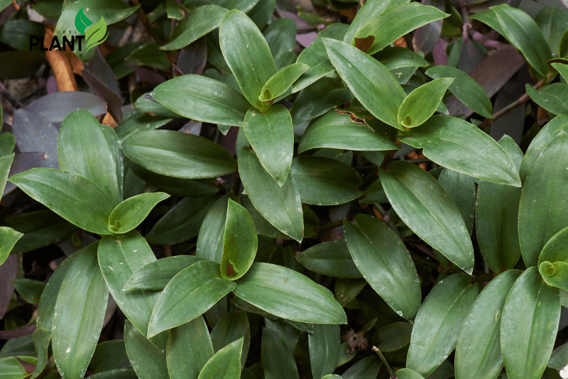 From care tips to propagation, our guide helps you grow a healthy Wandering Jew plant with vibrant foliage. Perfect for any home or garden.