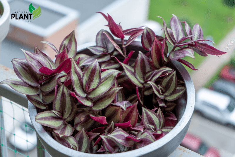 Explore the ultimate guide to Wandering Jew plant care. Learn about watering, light needs, and how to propagate this vibrant houseplant.