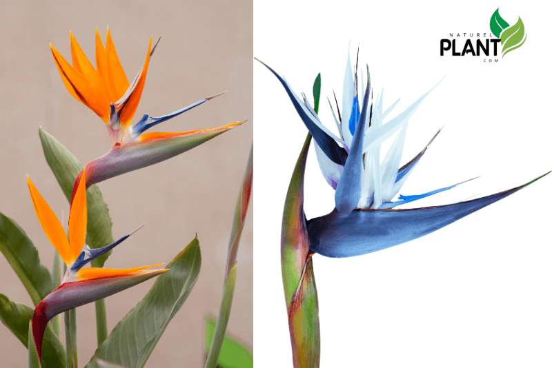 Discover essential care tips, growth conditions, and expert advice to help your Bird of Paradise plant thrive, whether grown indoors or outdoors.