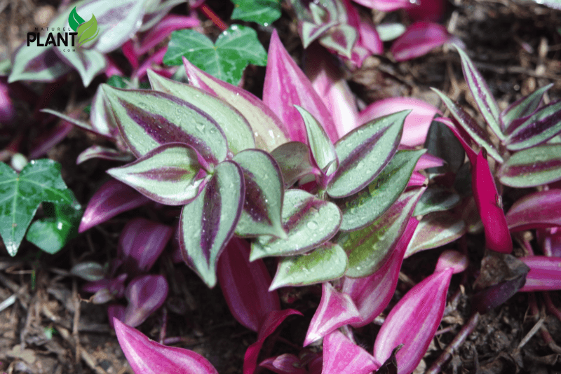 Looking to grow a Wandering Jew plant? Get expert care tips, propagation methods, and decor ideas to keep your plant thriving year-round.