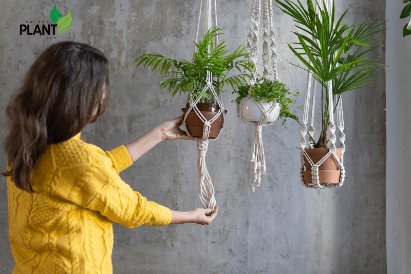 Hanging plants have become incredibly popular for a variety of reasons. For starters, they offer a fantastic way to decorate and add greenery without taking up valuable floor space. This makes them ideal for small apartments or rooms with limited surfaces. Additionally, the way hanging plants cascade down creates a visual flow that softens sharp edges in a room, making the space feel more organic and welcoming.