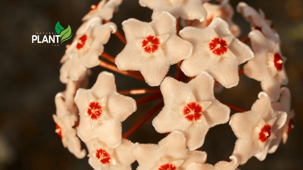 hoya plant