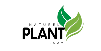 Naturel Plant