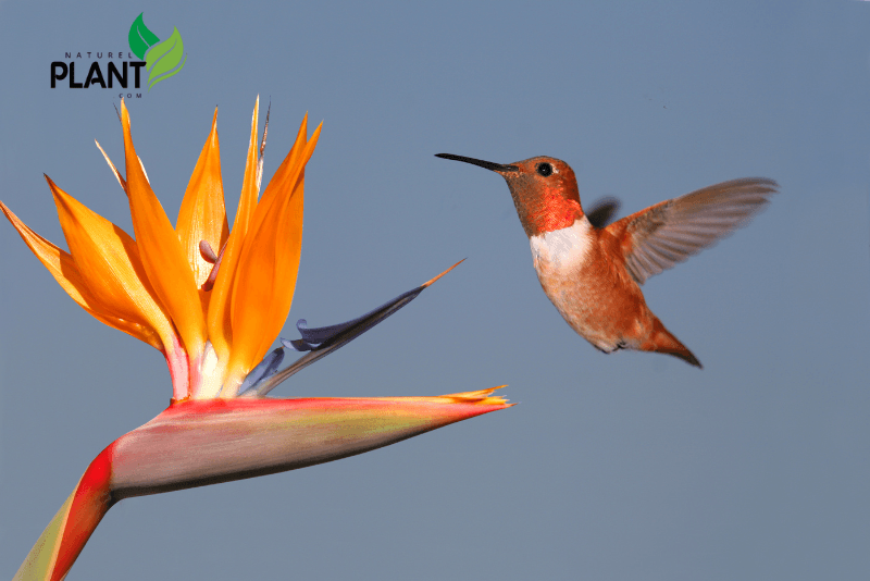 Learn everything about the Bird of Paradise plant, including care tips, growth requirements, and how to keep this stunning tropical plant thriving.