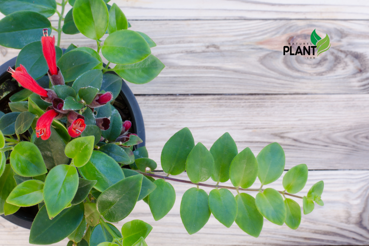 While the lipstick plant is relatively easy to care for, there are a few key factors to keep in mind to ensure it thrives and blooms year-round. From light to humidity, understanding the plant’s preferences will make all the difference in its overall health.