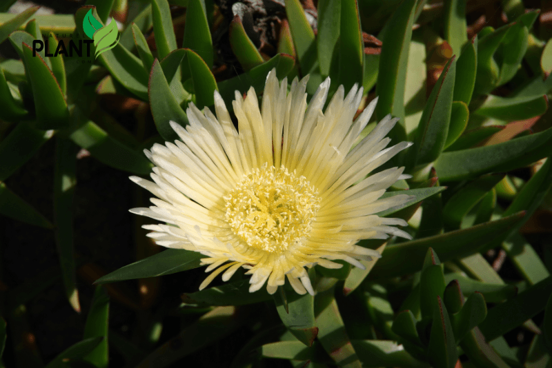 The spiritual meaning of the ice plant often relates to resilience, adaptability, and abundance, symbolizing growth and nurturing due to its ability to thrive in harsh conditions.
