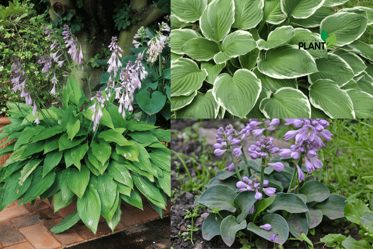 With a wide array of hosta plants to choose from, selecting the right one for your garden can feel overwhelming. To help you get started, here are some exceptional varieties