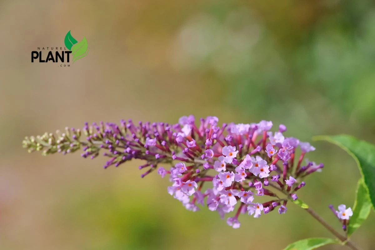 Butterfly Bush (Buddleia)