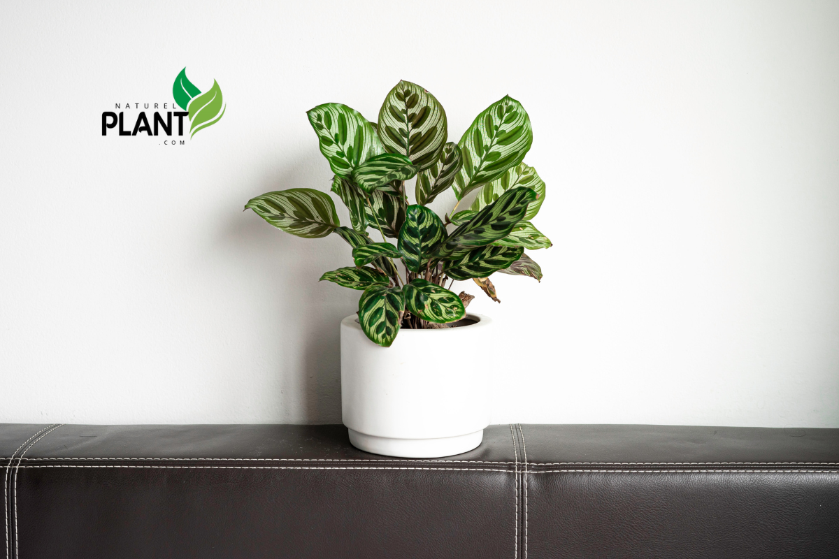 Create a tropical vibe at home with 10 stunning indoor plants! Get inspired with care guides and decor ideas for vibrant, green spaces.