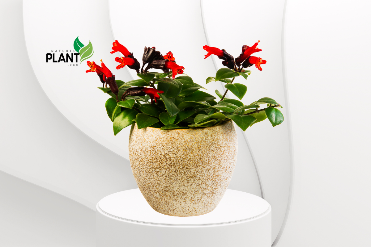 Learning how to grow lipstick plants indoors is a rewarding experience that allows you to enjoy the plant’s vibrant flowers year-round. With the right setup and care, your lipstick plant will thrive in its indoor environment. Here are some key tips to get you started.