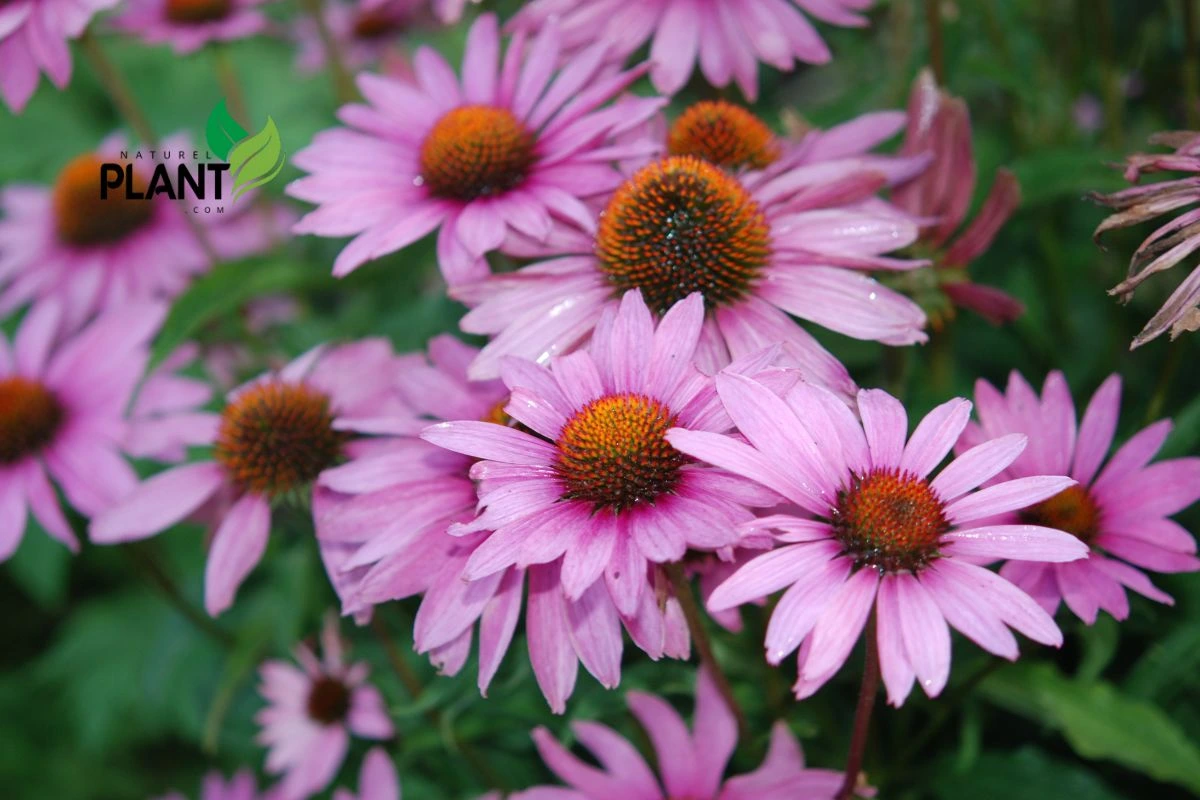 Coneflower (Echinacea)