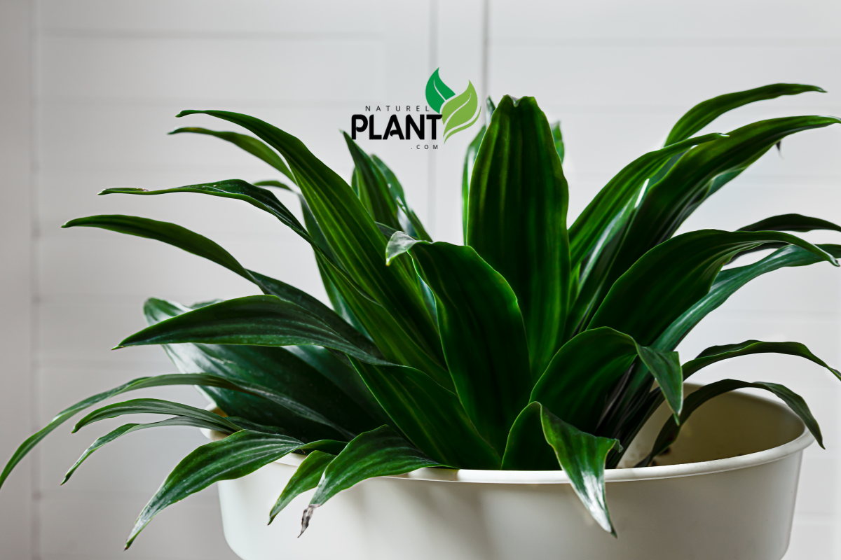 Upgrade your indoor garden with these 10 Dracaena plant varieties! Find essential information and care tips to keep your plants thriving.