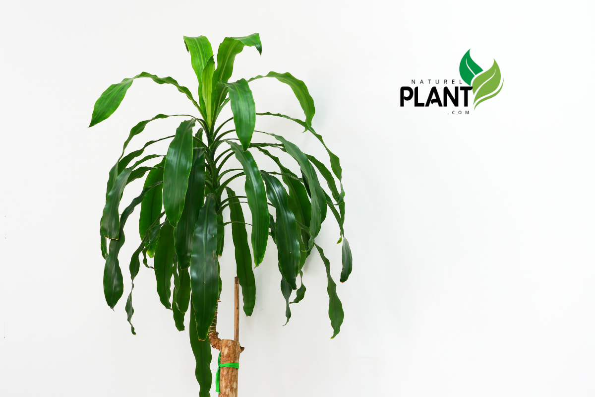 Explore the best Dracaena plant varieties to enhance your home! Find expert information on care and growth tips for a vibrant indoor jungle.