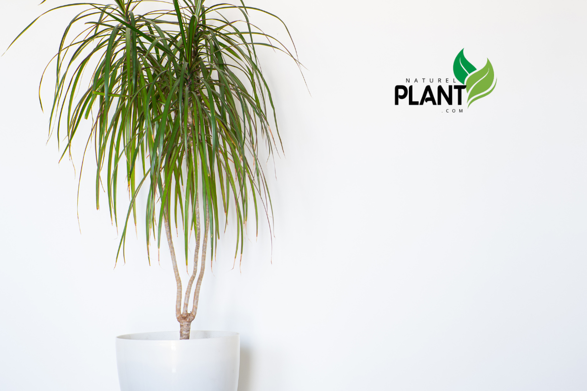 Discover 10 stunning Dracaena plant varieties! Elevate your indoor jungle with expert information on care, benefits, and unique styles.