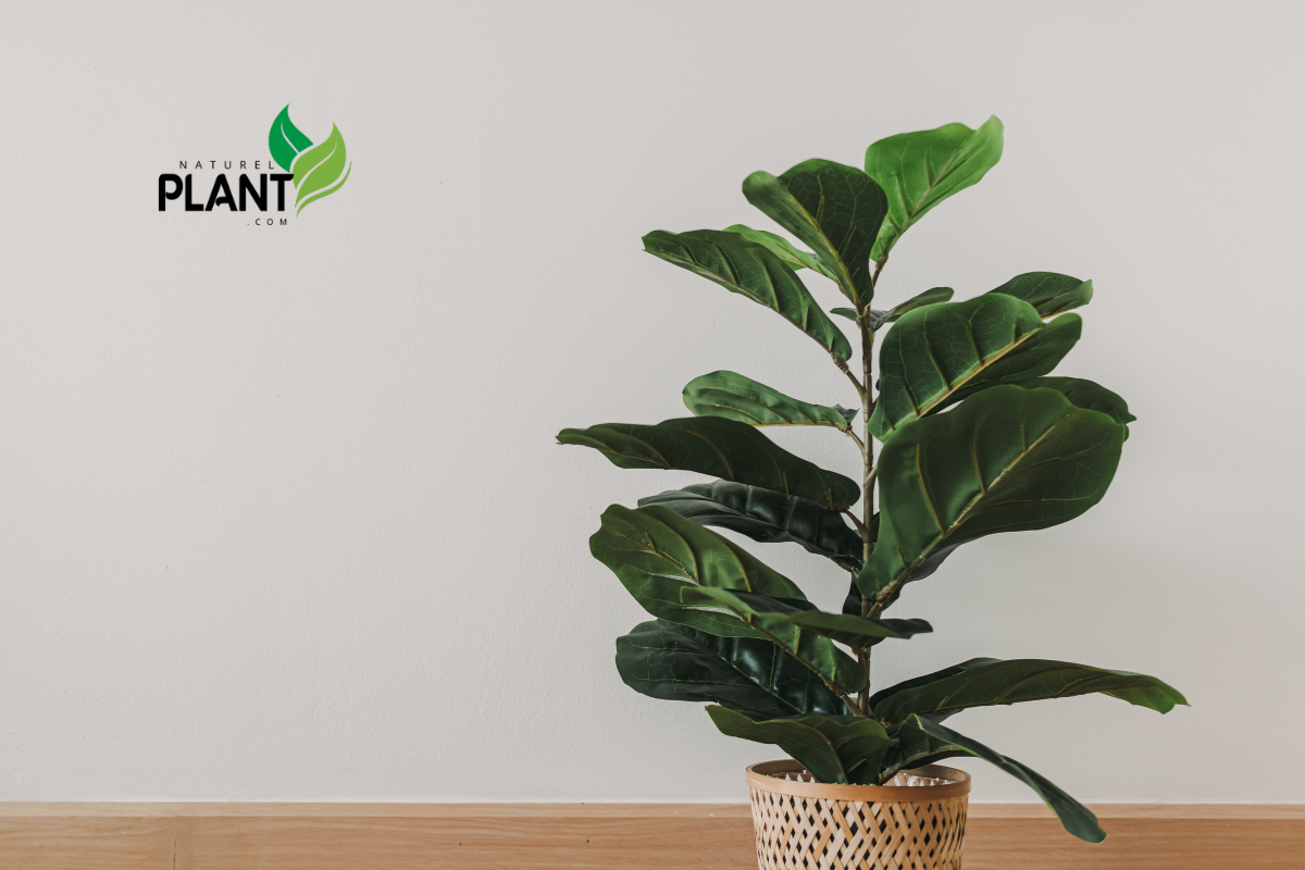 Elevate your decor with 10 must-have indoor tropical plants! Find care tips and placement ideas to bring beauty and calm into your space.