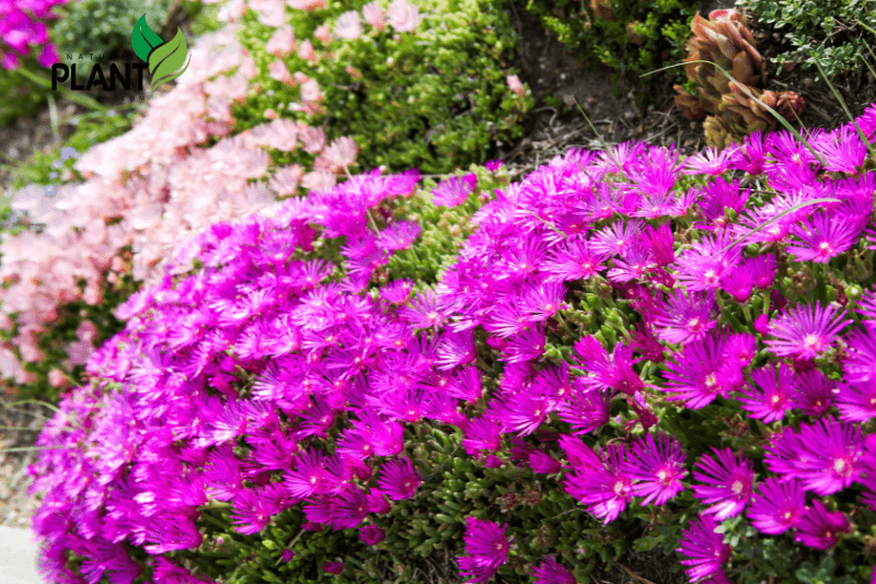 Eating ice plants provides nutritional value (vitamins A and C, calcium, antioxidants), hydration from their high water content, a low-calorie option for snacks, and digestive health benefits from their fiber content.