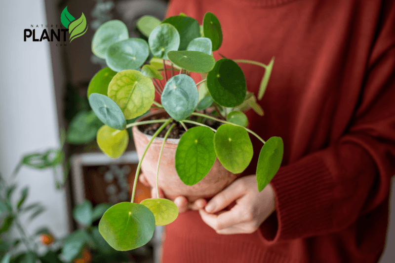 Looking to grow a Chinese money plant? Learn simple care tips, propagation methods, and why it's believed to bring prosperity into your home.