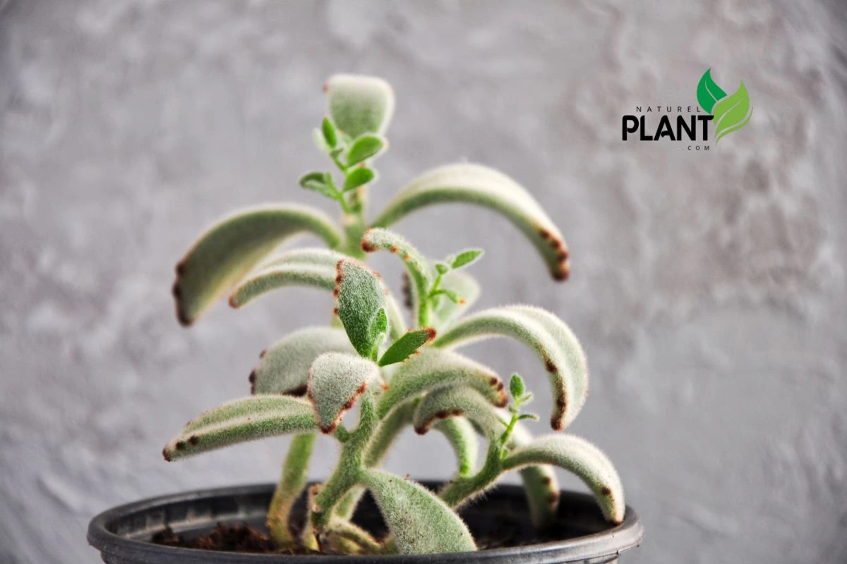 Kalanchoe Tomentosa (Panda Plant)