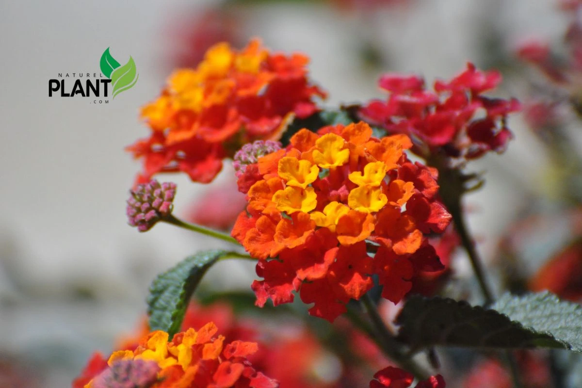 Lantana