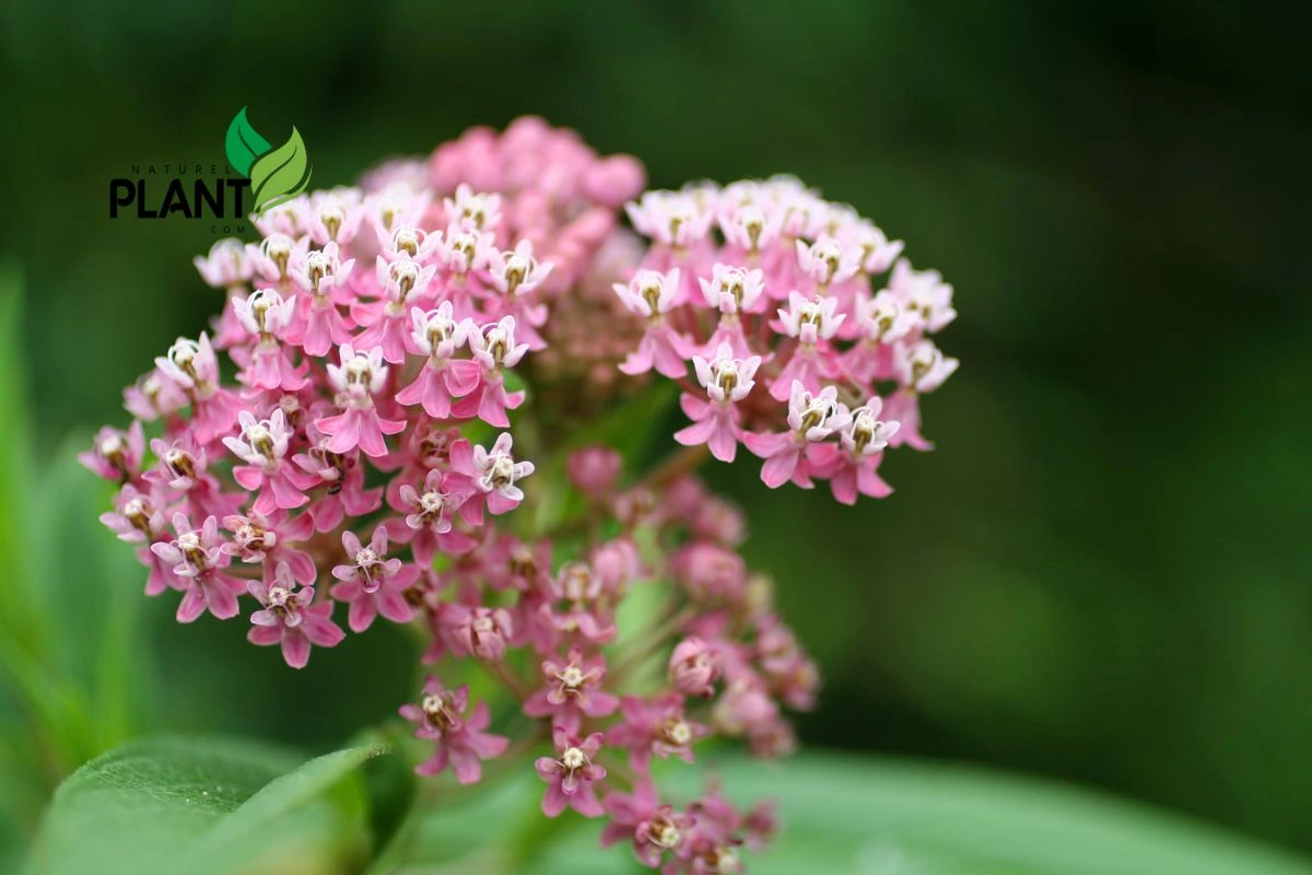 Milkweed (Asclepias)