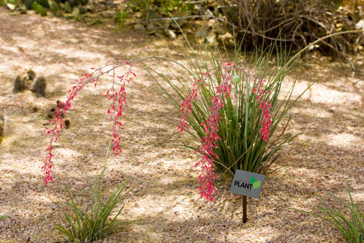 Red Yucca Plant