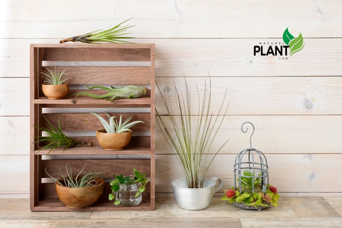 Types of Air Plants to Elevate Your Indoor Garden: Top Varieties and Care Tips