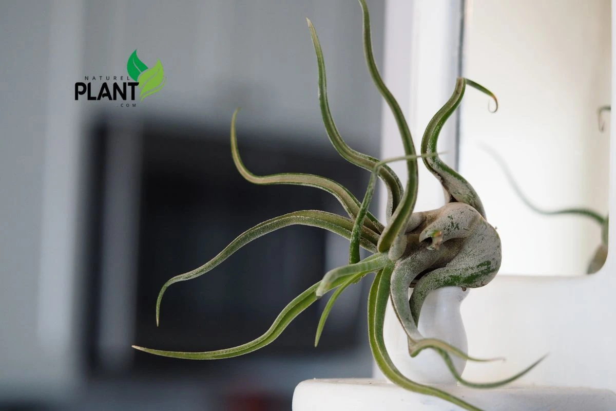 Tillandsia Caput-Medusae: Adding Drama with This Serpent-Like Air Plant