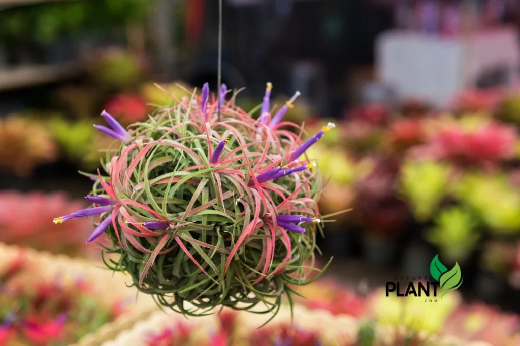 Discover 5 incredible air plants to elevate your indoor garden! Learn their care tips and unique features for a vibrant, thriving space.