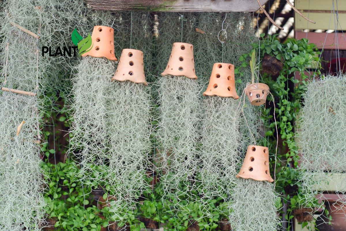 Tillandsia Usneoides: Spanish Moss Air Plants for an Elegant Hanging Effect