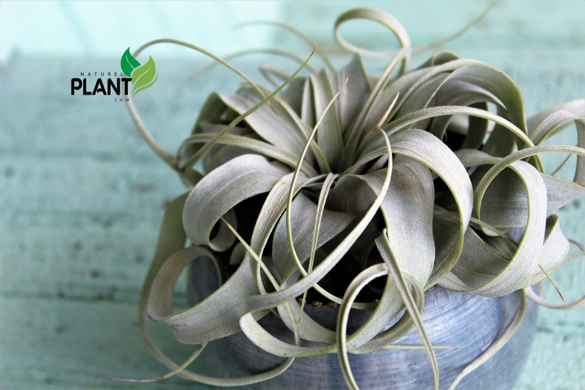 Tillandsia Xerographica: The Bold Air Plant for Modern Homes