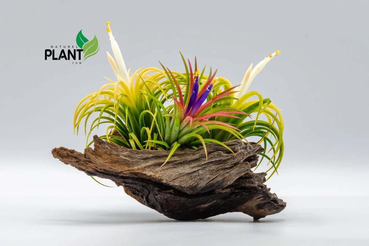 Improving Air Quality Naturally with Large Air Plants